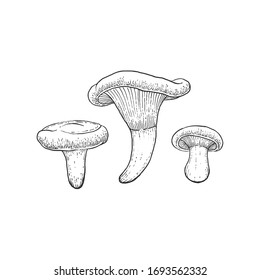 paxillus involutus isolated on light background