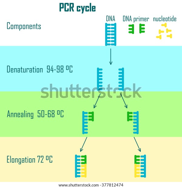 異なる段階のdna分子を示すpcrサイクルスキーム のベクター画像素材 ロイヤリティフリー