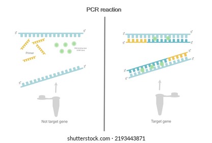 Die PCR-Reaktion von Ziel- und Nicht-Zielgen in Teströhren, die DNA-bindenden Farbstoff verwendeten: SYBR Green für Signalanalyse in Echtzeit-PCR-Maschine