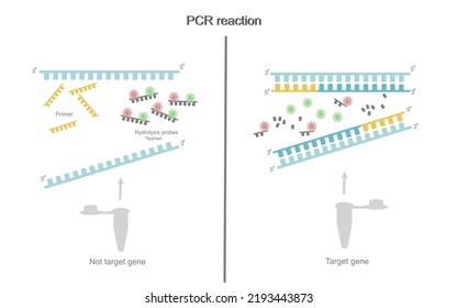 Die PCR-Reaktion von Ziel- und Nicht-Zielgen in Teströhren, in denen Hydrolysepoden verwendet wurden: Taqman für die Signalanalyse durch Echtzeit-PCR-Gerät