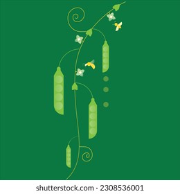 Pea. Beans. Bees make honey. Flowering pea. Green peas. Botanical elements. 