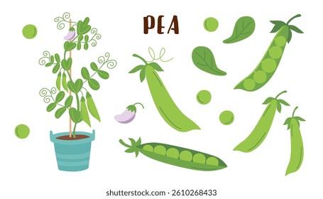 Pea cliparts isolated on white background. Gardening and food concept. Vector hand drawn illustration.