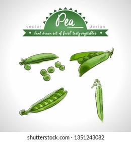 Pea Collection of fresh vegetables with leaf. Vector illustration. Isolated	