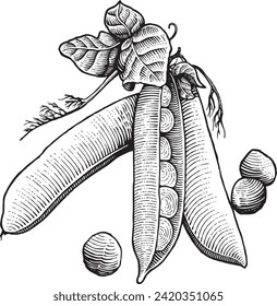 Pea with detailed engraving style