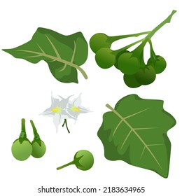 Pea eggplant, Set of Pea eggplant isolated on white background, Vector illustration.