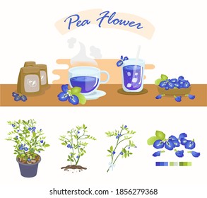 Pea flowers is a flower that can be used for cooking. By extracting the color of the flower to use It is most commonly used with hot drinks. And cold drinks