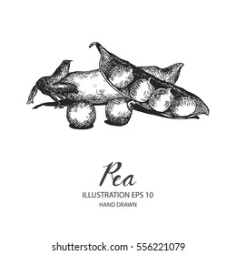 Pea hand drawn illustration by ink and pen sketch. Isolated vector design for fruit and vegetable product label, banner and health care goods.