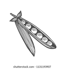 Pea hand drawn vector illustration. Isolated Vegetable engraved style object. Detailed vegetarian food drawing. Farm market product. Great for menu, label, icon