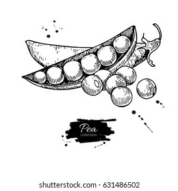 Pea hand drawn vector illustration. Isolated Vegetable engraved style object. Detailed vegetarian food drawing. Farm market product. Great for menu, label, icon