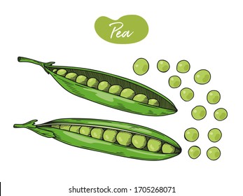 Pea is isolated on a white background. Vector illustration in sketch style.