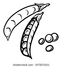 Pea isolated on white background. Pea pod. Vector hand drawn outline illustration. Ingredient for cooking. Harvest. Farm vegetable.