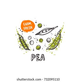 Pea isolated set. Hand drawn vector illustration with watercolor splash. Can be used for street festival, farmers market, country fair, shop, menu, cafe, restaurant, poster, banner.