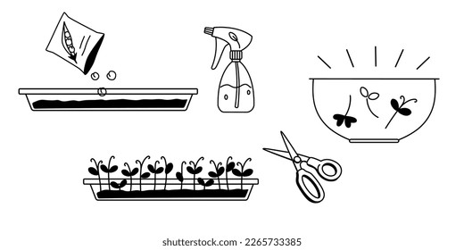 Pea micro green growing in container infographics monochrome doodle vector outline illustration on white background. Pea sprouts, scissor, water sprayer black and white cartoon drawing.