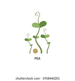Pea microgreens and seed vector illustration. Superfood, home gardening, greens. Can be used for topics like healthy eating, seed germination, vegetarianism
