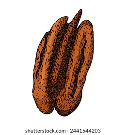 Erbse Pekannuss Hand gezeichnet. Pacana Vintage, Ätzung abstrakt, trockene Frucht Erbse Pekannuss Vektor-Skizze. isolierte Farbe Illustration