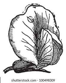 Pea or Pisum sativum, showing whole flower, vintage engraved illustration. Dictionary of Words and Things - Larive and Fleury - 1895