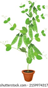 Pea plant with green fruits and leaves in flower pot isolated on white background