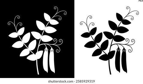 Pea plant. Isolated pea on white background