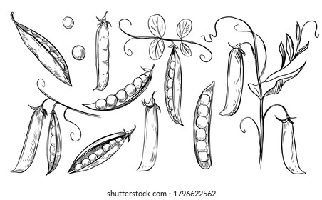 Pea plant set, peas, branch. Hand drawn vector sketch illustration