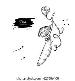 Pea pod hand drawn vector illustration. Isolated Vegetable engraved style object. Detailed vegetarian food drawing. Farm market product. Plant with leaves