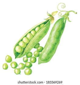 Pea pod. Hand drawn watercolor painting on white background, vector illustration.