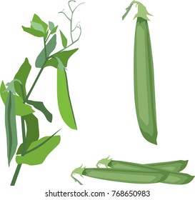 pea pod illustration