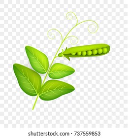 Pea pod with leaves isolate on white background. Vegetable 3d vector. Vector illustration