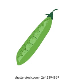 Pea pod with seeds. Hand drawn vegetable in flat style. Healthy vegan food. Vector illustration isolated on white background.