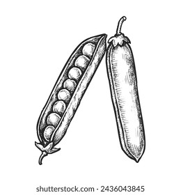 Pea pod with seeds. Vector sketch of bean plant. Vintage drawing of legume food with grain. Kitchen cooking or healthy market illustration. Vegetarian or vegan culinary ingredient. Natural harvest