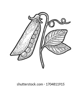 pea pod sketch engraving vector illustration. T-shirt apparel print design. Scratch board imitation. Black and white hand drawn image.