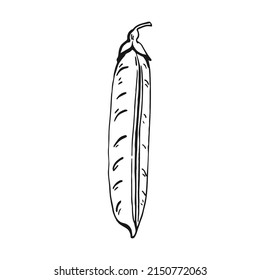 Pea pod sketch. Hand drawn illustration converted to vector. Organic food illustration isolated.