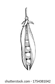 Pea pod.Graphic black and white image of peas drawn in black marker. Trace