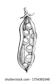 Оpen pea pod.Graphic black and white image of peas drawn in black marker. Trace