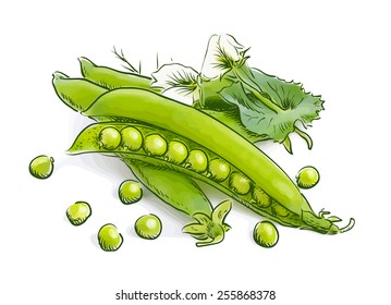 Pea pods. Vector illustration.