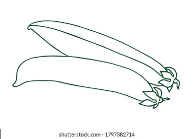 Pea pods, Vector in outline style. Natural organic ingredients, food for vegetarians and vegans menu. Design element, fabric, logo. 