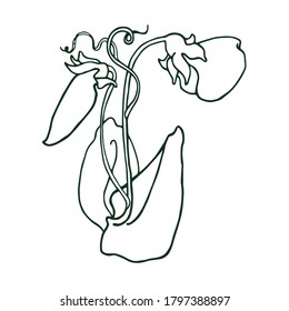 Podos de arveja, vector con forma de contorno. Ingredientes orgánicos naturales, comida para vegetarianos y menú vegano. Elemento de diseño, tela, logotipo. 