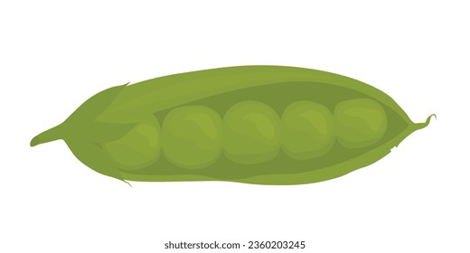 pea pods vector stock illustration of greens, vegetables. Isolated on a white background