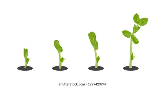 Semillas de guisantes. Aislado sobre fondo blanco. Ilustración vectorial.
