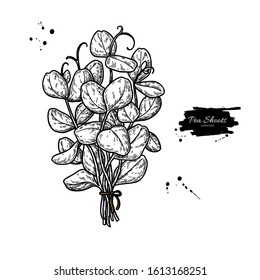 Pea shoots bunch vector. Vegetable engraved style illustration of baby plant with leaves. Detailed botanical drawing. Farm market product. Salad ingredient. Isolated sketch on white background.