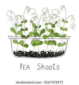 Pea shoots sprout vector illustration. Micro greens growning in a transparent container. Fresh cooking ingredients isolated on a white background. Young green germinating pea sprouts for logo, print