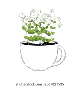 Pea shoots sprout vector illustration. Micro greens growning in a mug. Fresh cooking ingredients isolated on a white background. Young green germinating pea sprouts for logo, print, design