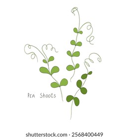 Pea shoots sprout vector illustration. Micro greens. Fresh cooking ingredients isolated on a white background. Young green germinating pea sprouts for logo, print, design