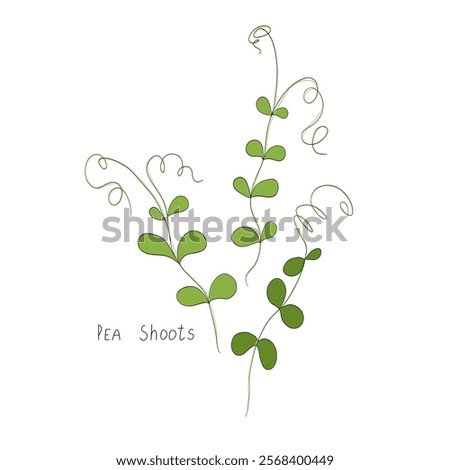 Pea shoots sprout vector illustration. Micro greens. Fresh cooking ingredients isolated on a white background. Young green germinating pea sprouts for logo, print, design