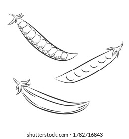 Pea sketch engraving vintage style illustrations