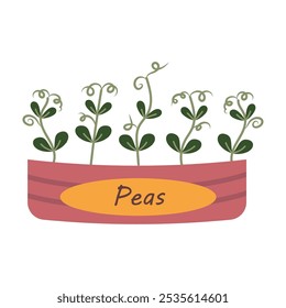 Pea sprouts in a box. Vector illustration of home grown microgreens. Pea sprouts icon.