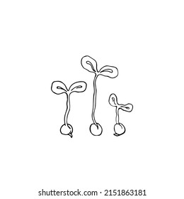 Pea sprouts hand drawn sketch vector doodle illustration. Microgreens vegetables healthy food clipart
