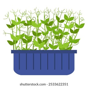 Pea sprouts in a plastic container flat illustration isolated on white backgrpund