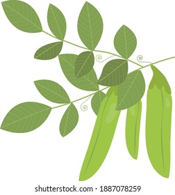 Pea stalks and pods. Isolated image of polka dots on a white background. Vector illustration.