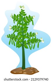 pea tree with flower and fruit vector drawing isolated white background blue sky soil nature object icon sign logo cartoon abstract art illustration plant with part structure leaves branch green trunk