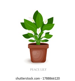 Peace Lily  in a brown pot.  Houseplant  for interior decor of home. Vector illustration on white background. Home plant isolated illustration. House plant in pots. Beautiful handmade decorations